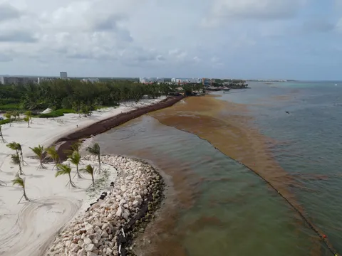 Sargazo — CAP CANA (Este)